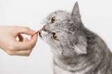 Die kleine Katze Nimmersatt – Was tun wenn der Hunger nie endet Aufmacher